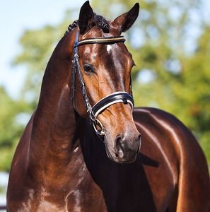 Haute qualité personnalisé Antares Western bride en cuir véritable Dressage Snaffle équipement meilleur prix cheval produits - Product Image 1