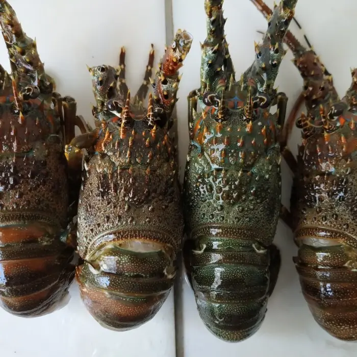 Homards brésiliens vivants/Queues de homard congelées