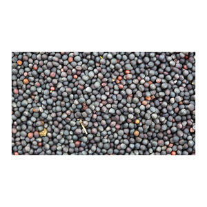 Graines de colza en gros, préparées pour la grande distribution et les besoins de vente au détail - Product Image 5