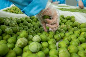 Emballage sous vide saveur aigre de lime dracontomelon congelé pour la nourriture fabriquée au Lotus Bleu Vietnam - Product Image 2