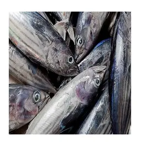 Wholesale Dealer and Supplier Of Frozen Seafood Hake Fish HGT / Whole Fish Best Quality Best Factory Price Bulk Buy Online