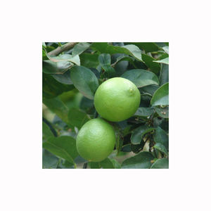 Limón dulce, cítrico fresco cultivado en granja, jugoso, de sabor suave, calidad premium, producto a granel para exportación - Product Image 6