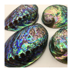 Authentic Vietnam <b>Abalone</b> <b>Shell</b> with Natural Colors, Shiny <b>Abalone</b> <b>Shell</b> Wholesale Export for Jewelry and Creative Decoration - Product Image 6