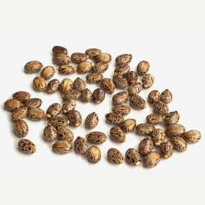 Precio al por mayor, semillas de ricino orgánicas secas, productos agrícolas de alta calidad, existencias a granel disponibles directamente del proveedor de la India - Product Image 2