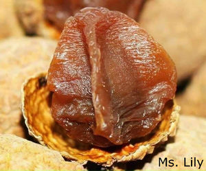 Fruta de lichi seca de origen vietnamita | Lichi entero deshidratado para venta al por menor o OEM | Sra. Lily - Product Image 2