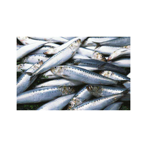 ปลากระป๋องคุณภาพสูงพิเศษ 125g ปลาซาร์ดีนกระป๋อง - Product Image 2