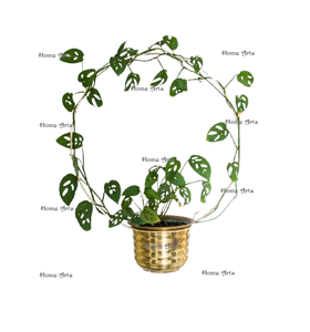 Lot de 2 pots de fleurs suspendus de forme ronde au meilleur prix en Inde Mervelous Design Iron Gold Color - Product Image 2