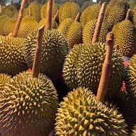 Durians frais de Thaïlande triés sur le volet parfaitement mûrs avec une saveur tropicale exotique crémeuse Meilleur du goût de la Thaïlande - Product Image 5