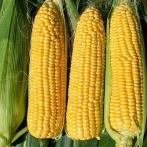 GRAINS DE MAÏS SUCRÉS CONGELÉS DE QUALITÉ SUPÉRIEURE-SAVEUR NATUREL ET DE HAUTE QUALITÉ-PRIX BAS!!! DOUCEUR NATURELLE - Product Image 4