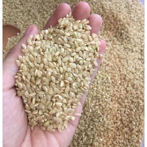 Gạo Tiểu Đường Gạo Đỏ/Gạo Đen/Gạo Lức Giá Bán Buôn Xuất Khẩu Gạo Việt Nam-Watsapp + 84866078412 (Joyce) - Product Image 4