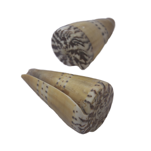Conus Capitaneus SEASHELL Bijoux en coquillage poli, motif vert jaune, coquille Caspla taille 6-8cm - Product Image 4