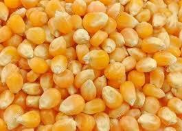 Maïs jaune de qualité supérieure pour l'alimentation animale et humaine, qualité supérieure, séché, jaune, en vente - Product Image 4