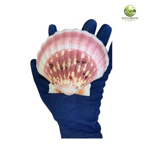 Conchas de Vieira Naturales Pulimentadas de Colores Mezclados, Ecológicas, para Manualidades, Decoración del Hogar, Fiestas, Bodas y Regalos - Product Image 6