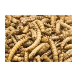 Top - Grade Natural Eco-friendly Dried Mealworms for Animal Food Pet Food - Product Image 5