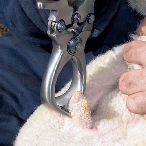 Pince à castration professionnelle Burdizzo avec manche en bois Dispositif pour castration Burdizzo pour castration sans effusion de sang des taureaux - Product Image 5