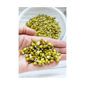 Haricots mungo secs en vrac, commande en gros, haricots verts de haute qualité, export rapide - Product Image 1