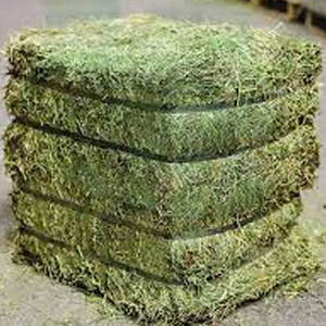 Foin de luzerne de qualité supérieure pour chevaux et bovins Meilleur fourrage riche en protéines Qualité d'exportation Balles de foin de luzerne Timothy pour produits laitiers - Product Image 4