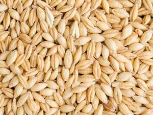 ขายส่งเมล็ดข้าวบาร์เลย์จำนวนมากสำหรับอาหารสัตว์และอาหารมนุษย์ - Product Image 6