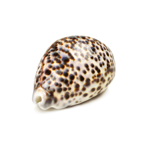Cowrie Shells fabricants et fournisseurs-MADE IN VIETNAM - Product Image 2