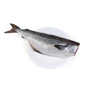 Saithe (Pez de Carbón) Congelado – Pescado Congelado Premium para Exportación Internacional - Product Image 6