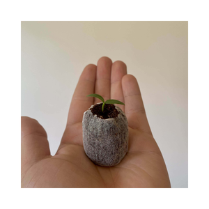 Solución de crecimiento natural: descubra los beneficios de los gránulos de coco de alta calidad para el éxito de las plántulas - Product Image 1