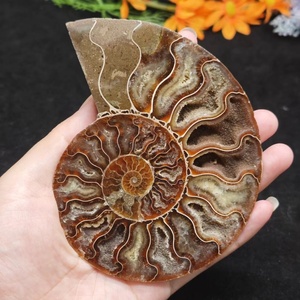 Vente en gros <span class=keywords><strong>de</strong></span> spécimen <span class=keywords><strong>de</strong></span> conque d'<span class=keywords><strong>escargot</strong></span> fossilisé d'ammonite naturelle polie, pierre <span class=keywords><strong>de</strong></span> guérison en cristal, décoration <span class=keywords><strong>de</strong></span> vacances Feng Shui - Product Image 2