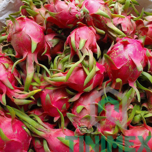 Fruit du dragon vietnamien de qualité supérieure/Pitaya-100% frais et biologiques, de Binh Thuan, prêt pour l'exportation (WA: + 84 366 808 683) - Product Image 3