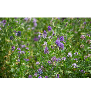 Poudre de feuilles d'alfalfa naturelle, extrait végétal pour compléments nutritionnels, remèdes à base de plantes et santé à base de plantes - Product Image 2