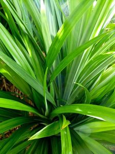 Le fabricant de poudre de feuilles de pandan fournit une poudre de feuilles de pandan de haute qualité en vrac poudre de feuilles de pandan d'Asie du Sud-Est - Product Image 6