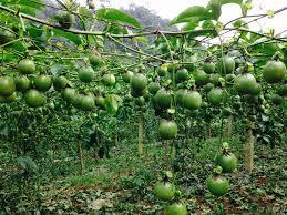 Planta de maracuyá - Product Image 3