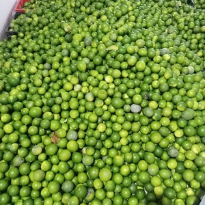 Citron vert frais de qualité export pour l'approvisionnement mondial - Product Image 6