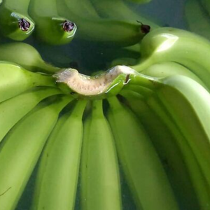 Venta caliente directa desde la granja Bananas frescas orgánicas verdes Proveedor directo - Product Image 1