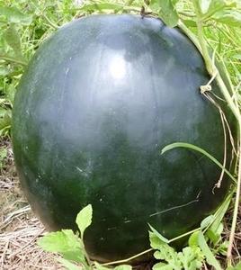 Meilleure vente Cubes de pastèque fruits glacés du vietnam couleur naturelle savoureux Ms sofia - Product Image 1