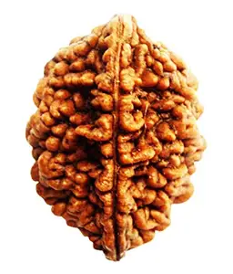 2 Mukhi/face Rudraksha Rudra Bead2 face本物の認定Rudraksha Beadナチュラルブラウンルドラクシャビーズラウンド