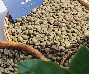 เมล็ดกาแฟอาราบิก้าสีเขียวเมล็ดคั่วแบบพิเศษจากเวียดนาม - Product Image 2
