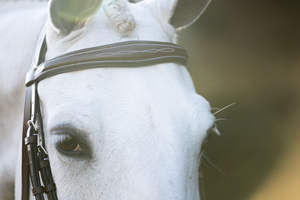 2018 Venta al por mayor de alta calidad Western Horse Leather Brida Venta caliente a precio competitivo - Product Image 5