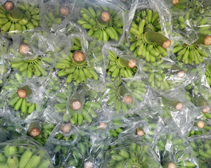 Plátano Cavendish fresco al por mayor tamaño largo embalado en caja Vietnam alta calidad banano Cavendish precio directo de fábrica muestra gratis - Product Image 5