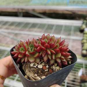 <span class=keywords><strong>Echeveria</strong></span> Pablo Cristata Artificial - Product Image 1