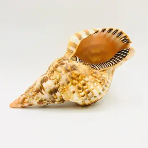 Coquille de triton, coquillages de conque, prêt à être exporté, artisanat souvenir, décoration de la maison, prix le plus bas