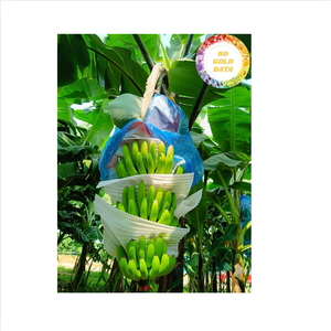 Fresh banana tropical fruit authentic from Vietnam perfect for smoothies salad dessert topping and large <b>scale</b> distribution - Product Image 2