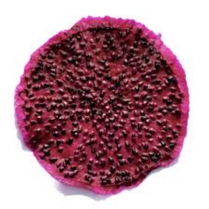 ขนมธรรมชาติผลไม้มังกรแดงอบแห้งจากเวียดนาม - Product Image 6