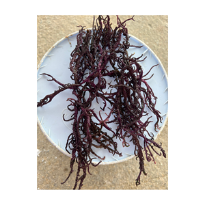 Musgo de mar seco de Vietnam ahora listo para enviar musgo de mar limpio y seco natural musgo de mar seco con algas irlandesas - Product Image 5