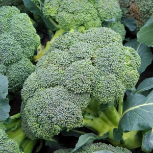 FOR SALE Broccoli Seeds, Non-GMO, Fresh Garden Seeds - Product Image 5