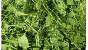 Pennywort séché de haute qualité Gotu kola pour le marché international - Product Image 4