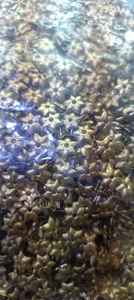 Lentejuelas de PVC redondas y planas de 5mm en varios colores para proyectos de diseño de prendas y manualidades - Product Image 6