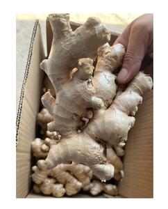 ผู้ผลิตขิงแบรนด์ชั้นนําจากเวียดนามขายส่งขิงสด 99 ข้อมูลทองเวียดนามเพื่อการส่งออกในราคาถูก - Product Image 5