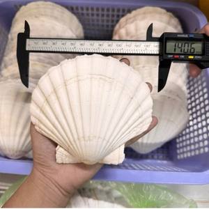 Concha de Vieira Natural de Vietnam // Concha de Diamante al por Mayor para Decoración de Interiores y Manualidades - Product Image 4