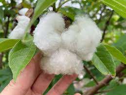 Proveedor mayorista de semillas de algodón | Semillas de algodón orgánico crudo para exportación - Product Image 3