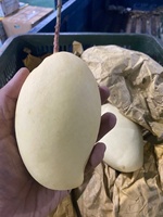 [Hot Deal 2023 ] Vietnamese Cat Chu Mango Goed Voor Gezonde Export Kartonnen Verpakking Vietnam Verhandeld Verse Mango 'S