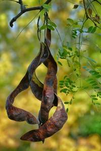 Semilla Honeylocust - Product Image 3